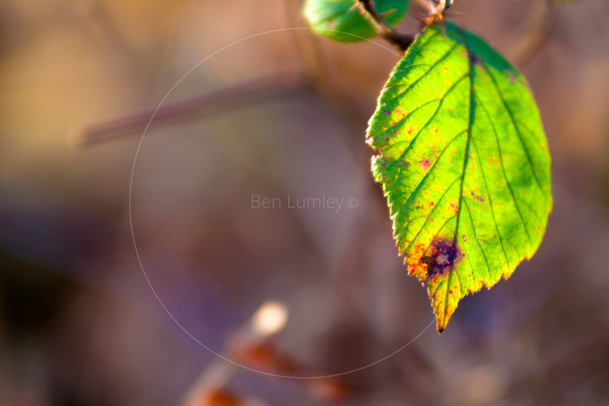 Canon EOS 50D + Sigma 50-200mm F4-5.6 DC OS HSM sample photo. Sunlight leaf photography
