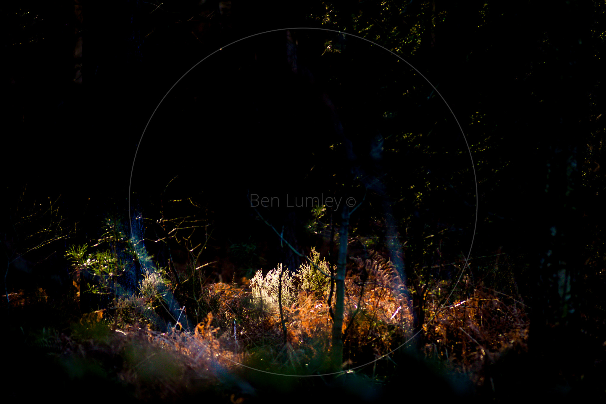 Canon EOS 50D sample photo. Sunlight in the forest  photography