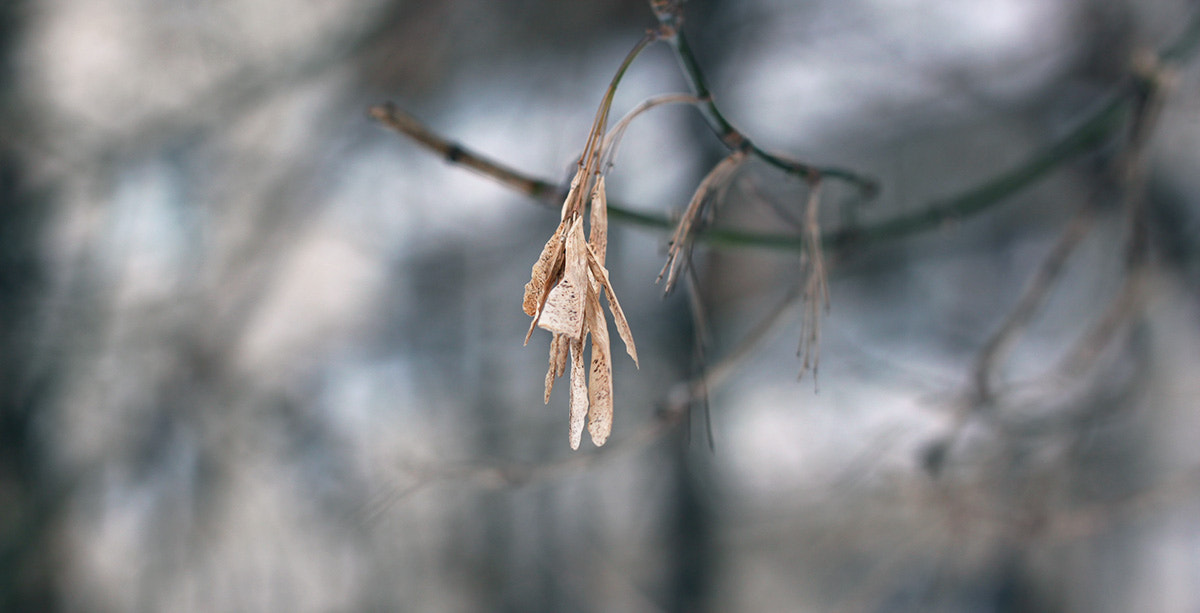 Sigma 50mm F1.4 EX DG HSM sample photo. Alone... photography