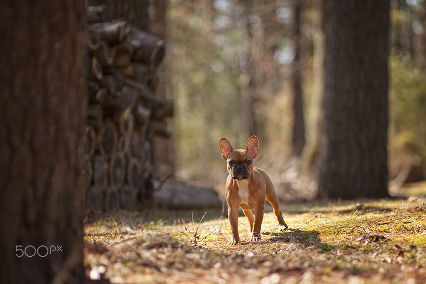 Nikon D3 + Sigma 85mm F1.4 EX DG HSM sample photo. Warm winter day photography