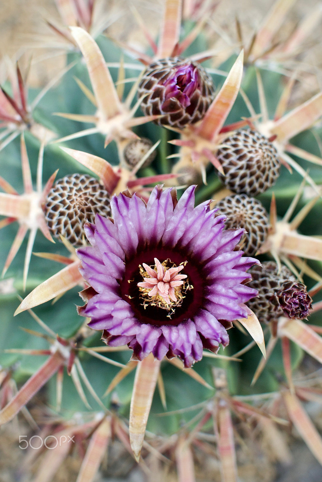 Nikon 1 J2 sample photo. Blooming cactus photography