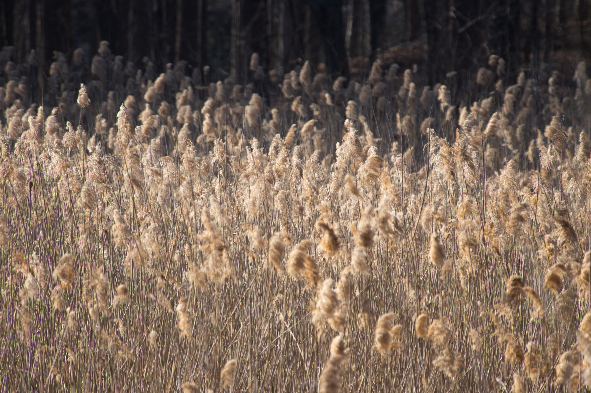 Pentax K-3 sample photo. Field of cattails on edge of woods photography
