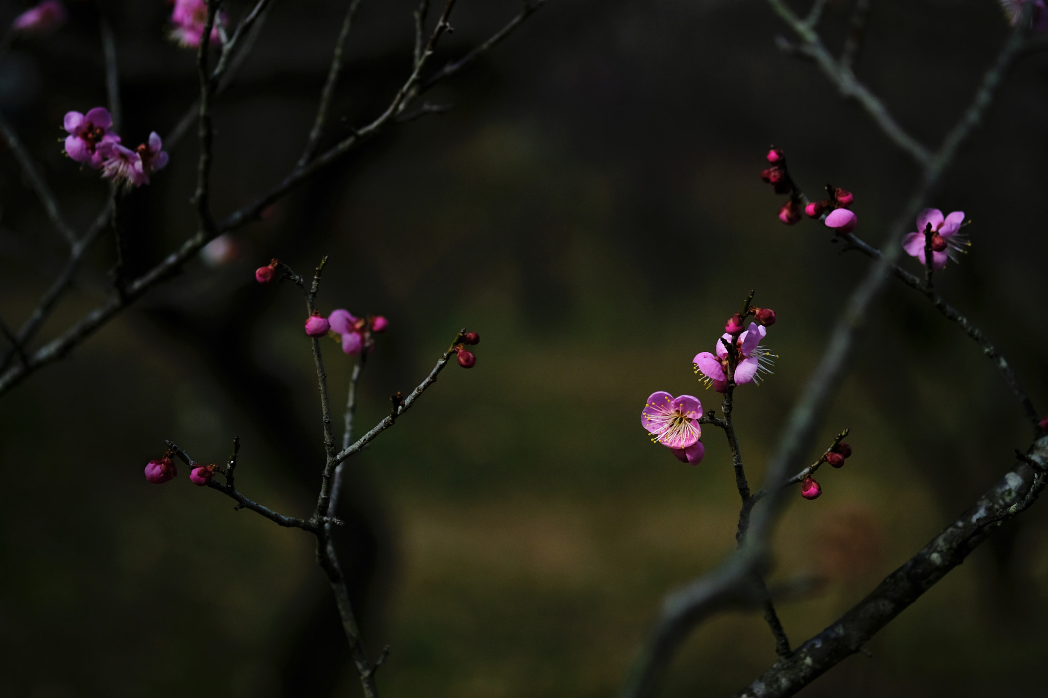 Fujifilm X-Pro2 + Fujifilm XF 60mm F2.4 R Macro sample photo. Aroma of plum photography