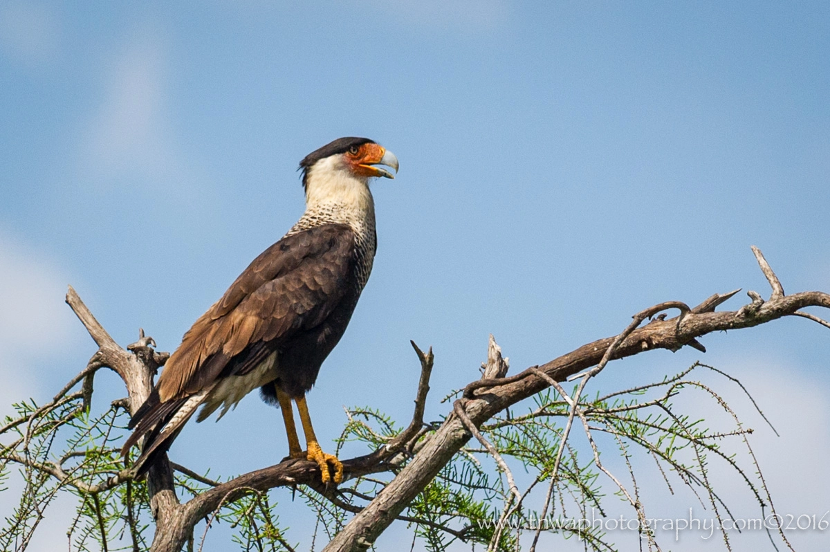 Nikon D3S + Nikon AF-S Nikkor 300mm F2.8G ED-IF VR sample photo. Can you see me now? photography