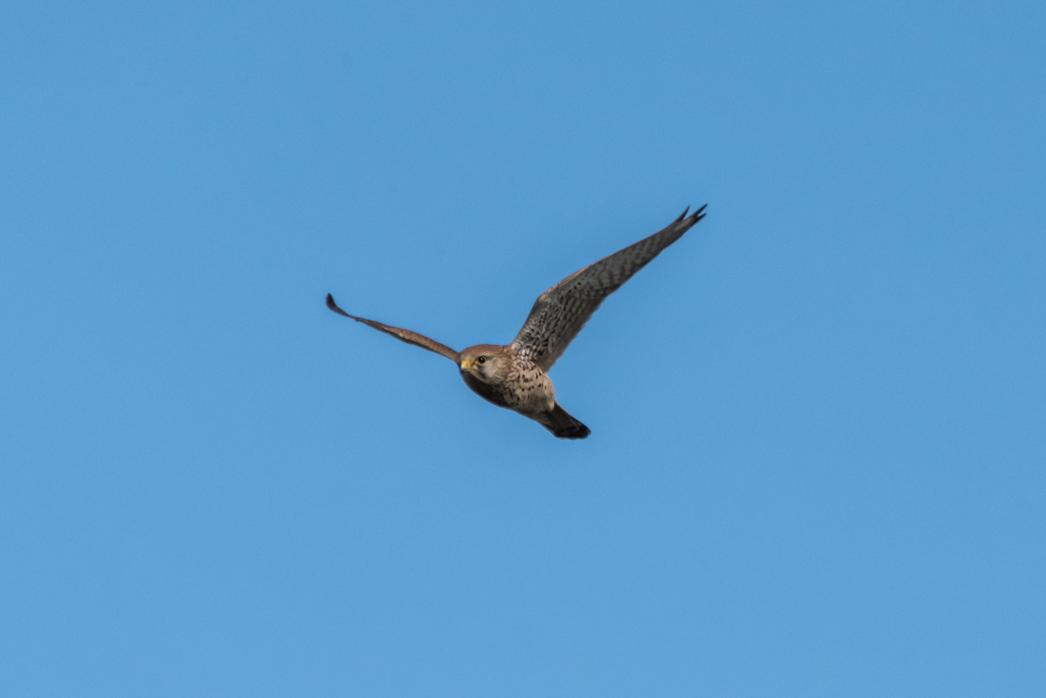 Sigma 150-600mm F5-6.3 DG OS HSM | C sample photo. Kestrel in flight photography