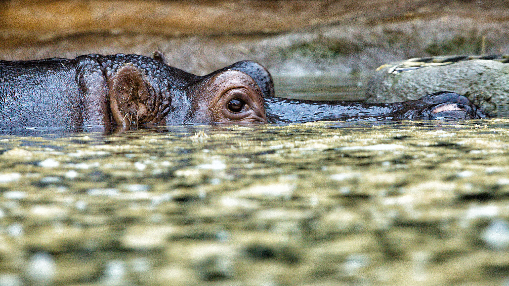 70.00 - 200.00 mm sample photo. Hippopotamus in water photography