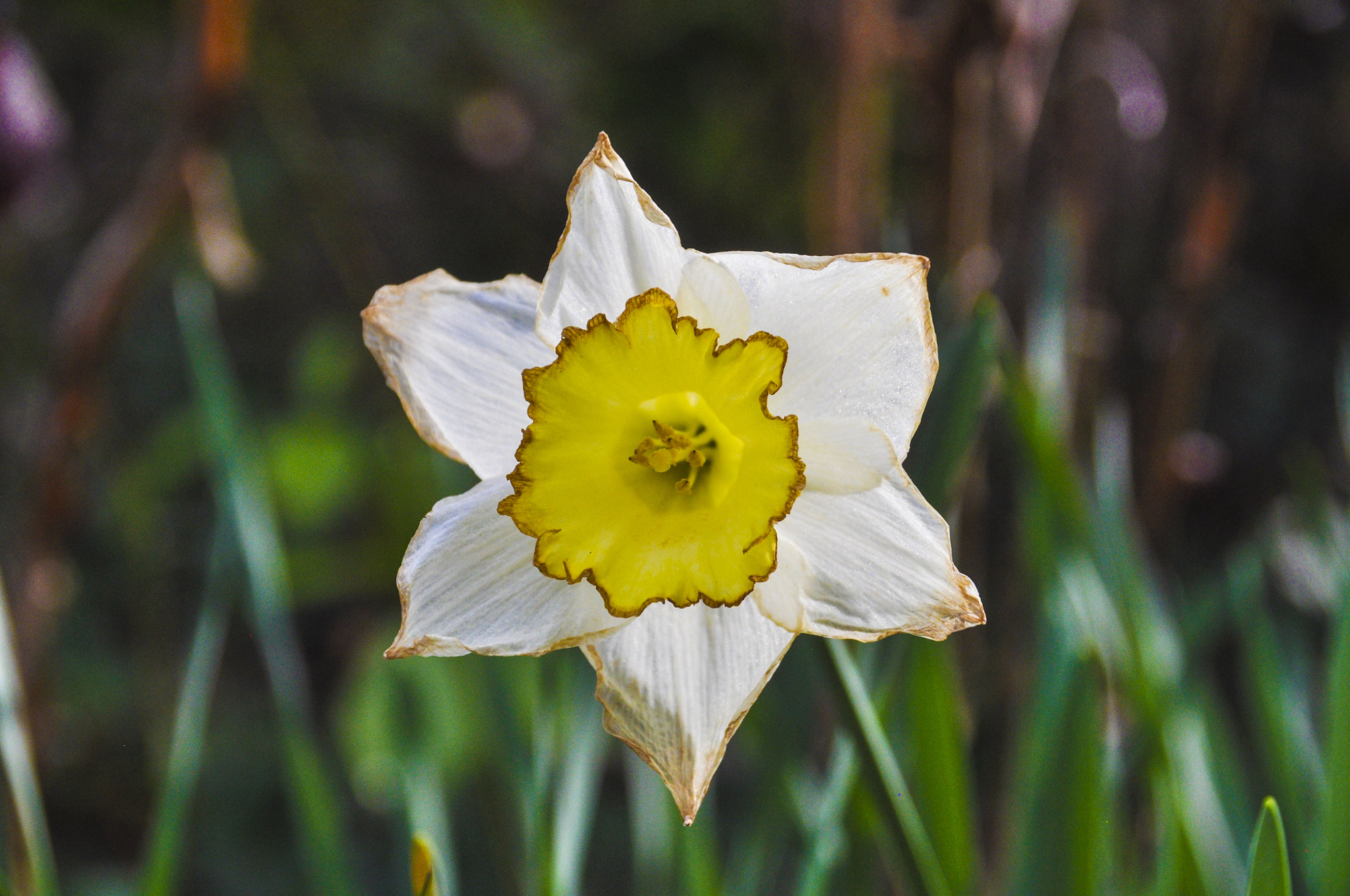 Nikon D5000 sample photo. Wild photography