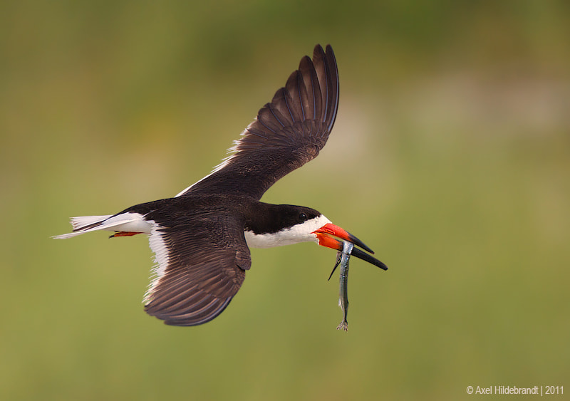 Canon EOS-1D Mark IV sample photo. Black skimmer with fish photography