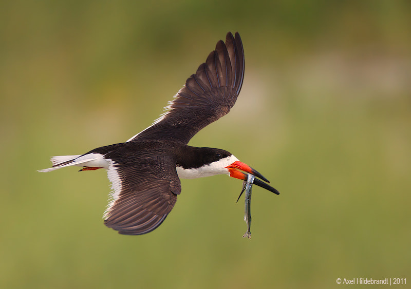 Canon EF 500mm F4L IS USM sample photo. Black skimmer with fish photography
