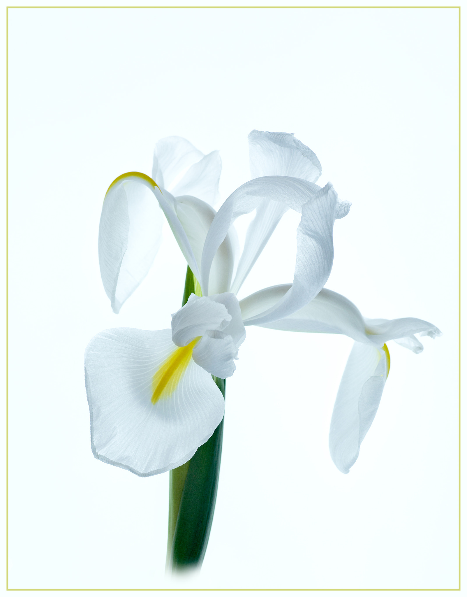 Canon EOS 6D sample photo. Dutch iris photography