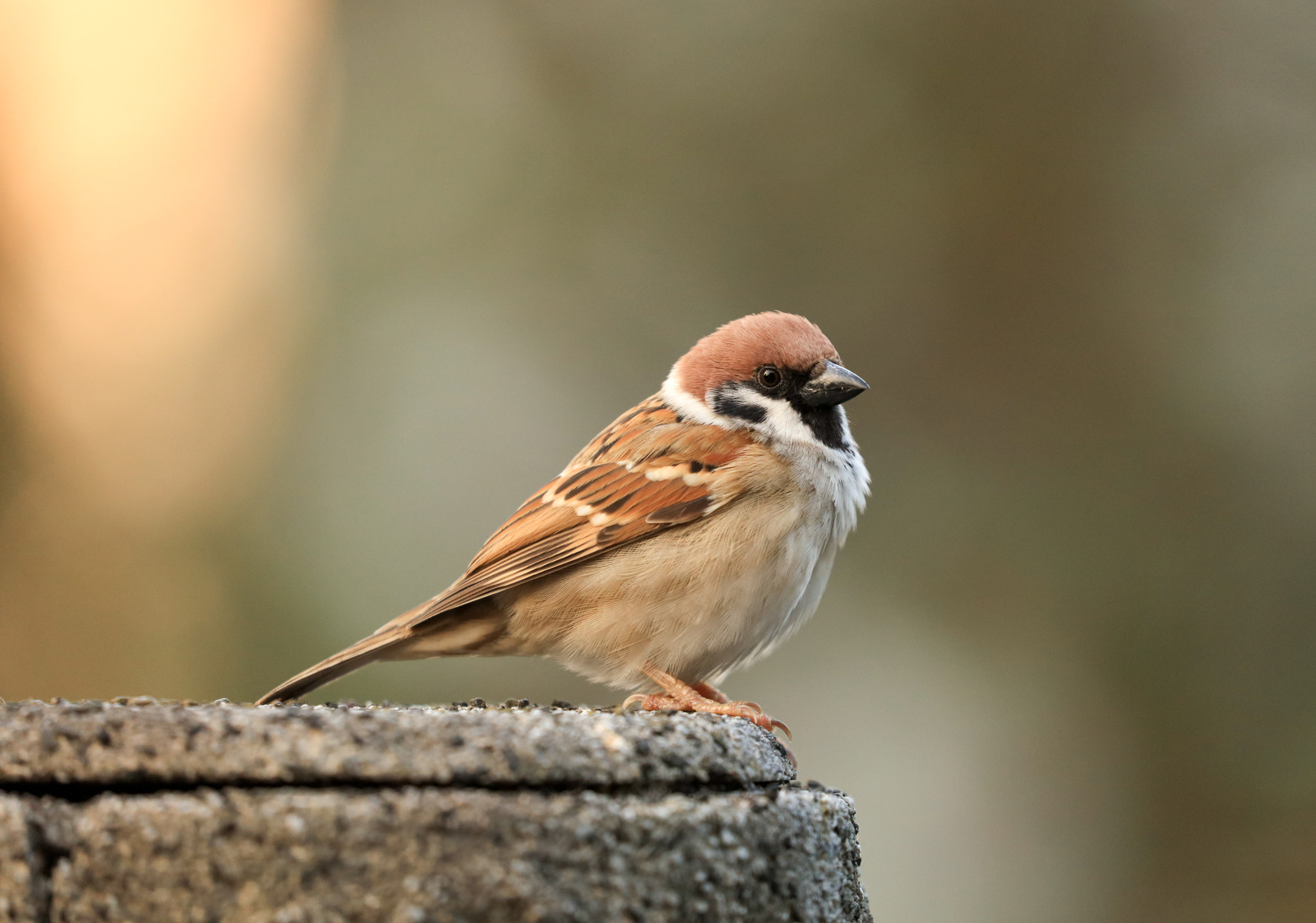 Canon EOS 5DS sample photo. Sparrow photography