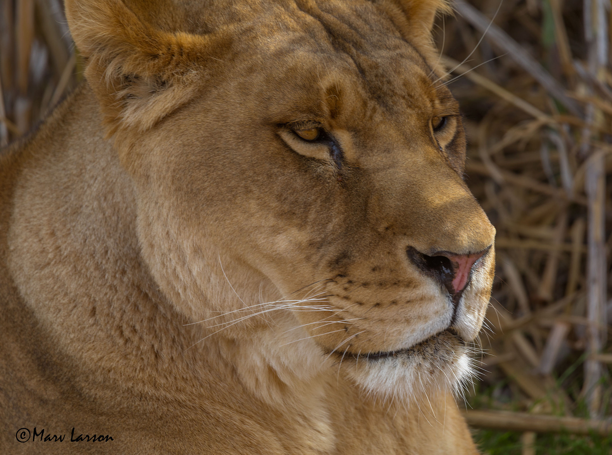 Tamron SP 150-600mm F5-6.3 Di VC USD sample photo