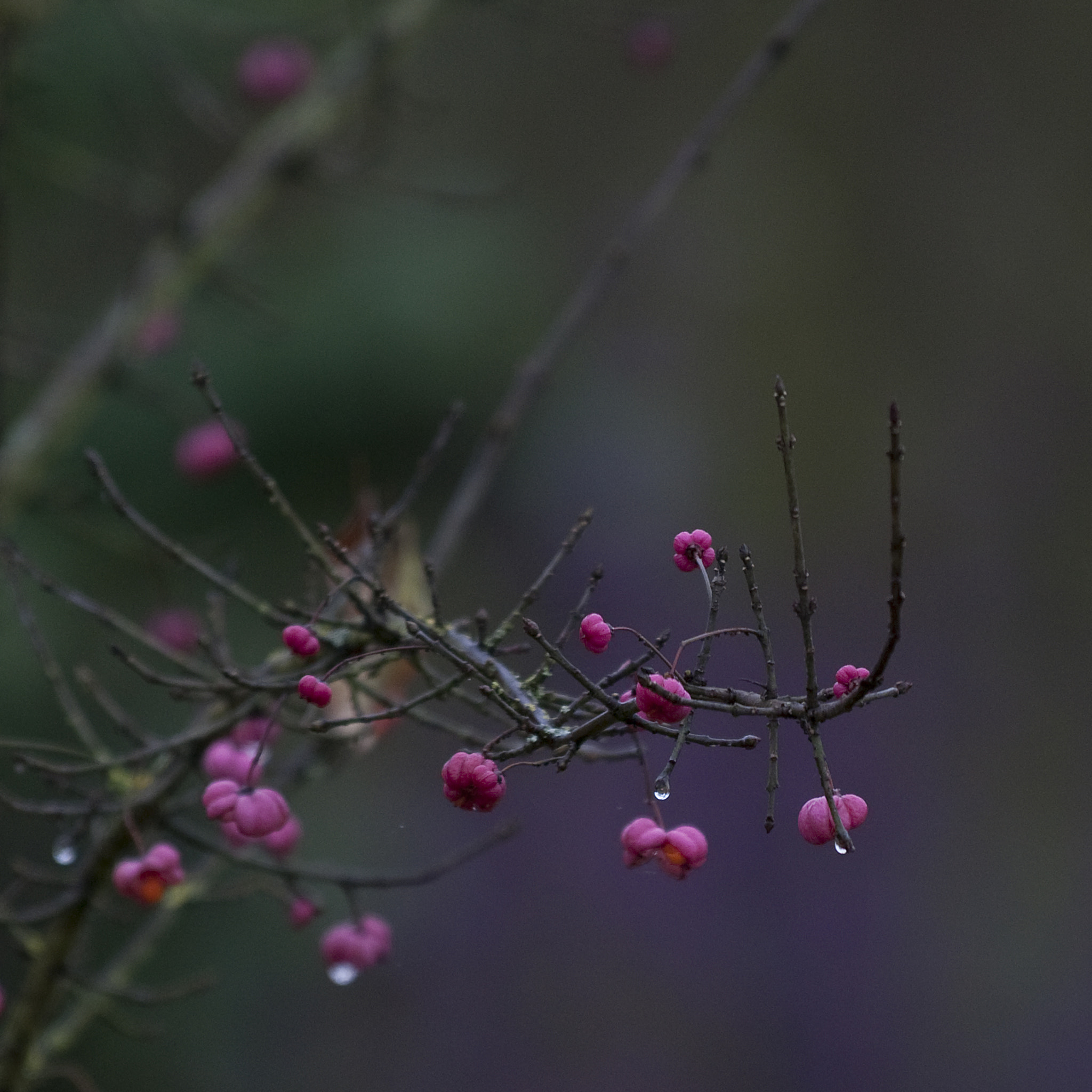 Nikon D300 sample photo. Simpel photography