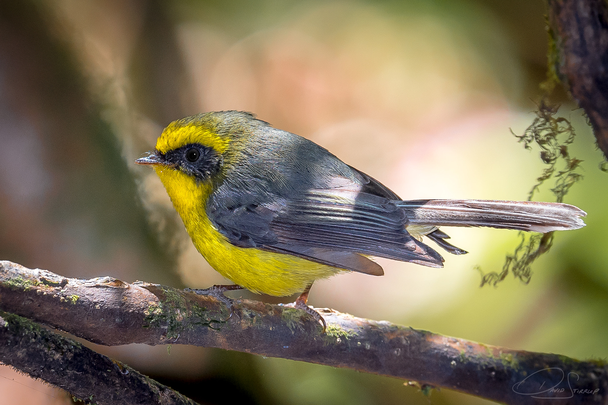 Nikon AF-S Nikkor 500mm F4E FL ED VR sample photo. Deang's photography