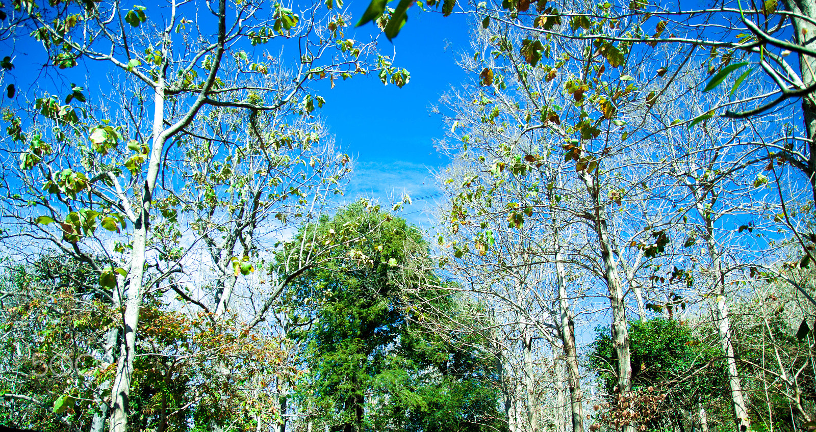 Canon EF-S 17-55mm F2.8 IS USM sample photo. Caycoimuahe photography