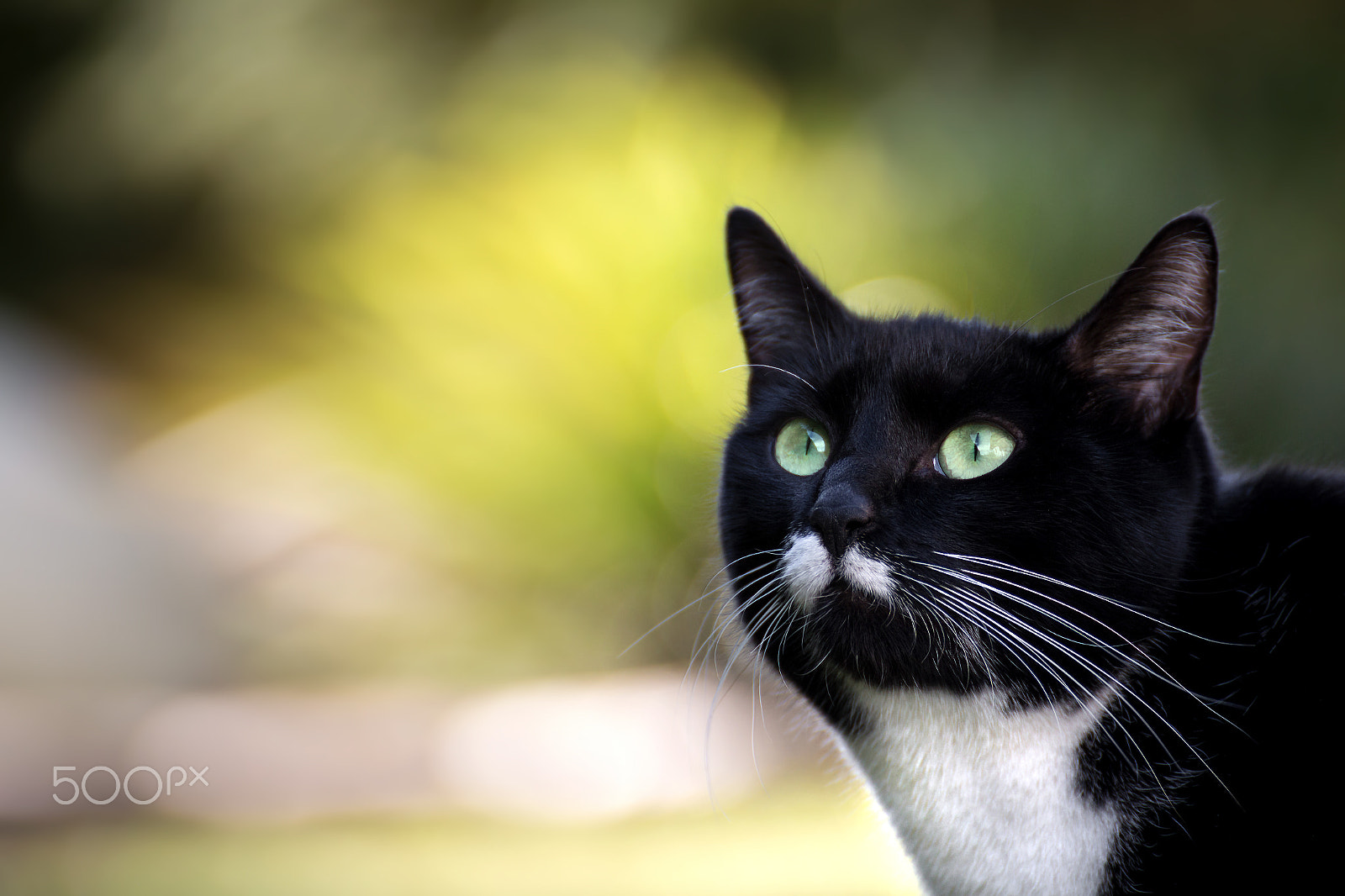 Tamron SP 35mm F1.8 Di VC USD sample photo. Hummel portrait photography