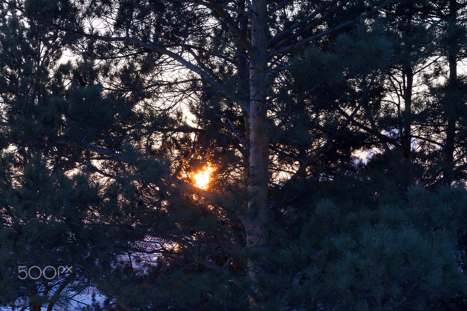 Canon EOS 500D (EOS Rebel T1i / EOS Kiss X3) + Sigma 24-70mm F2.8 EX DG Macro sample photo. Sunset in the pine branches photography