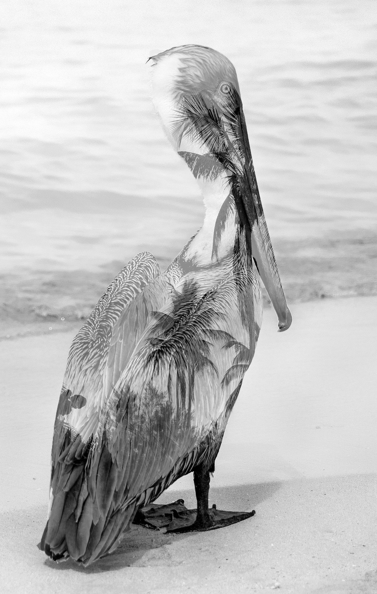 Olympus OM-D E-M5 sample photo. Tropical pelican photography