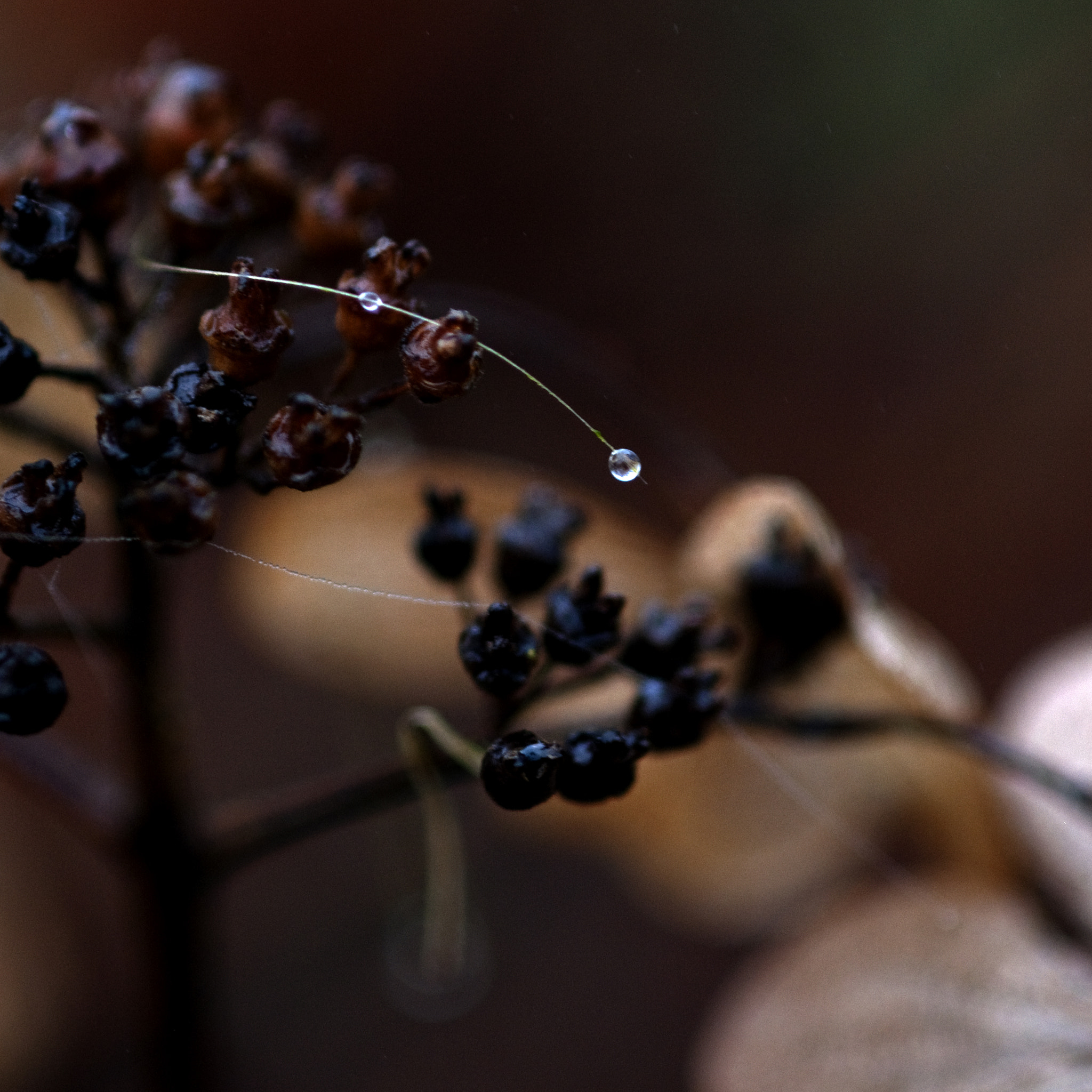 Nikon AF-S Micro-Nikkor 105mm F2.8G IF-ED VR sample photo. Onlycolors photography