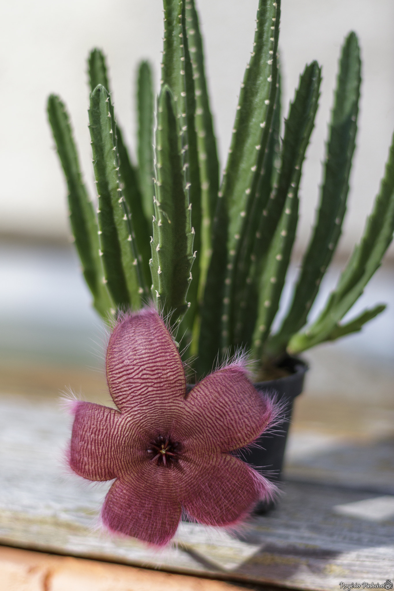 Canon EF 50mm F1.4 USM sample photo. Flor de cacto / cactus flower photography