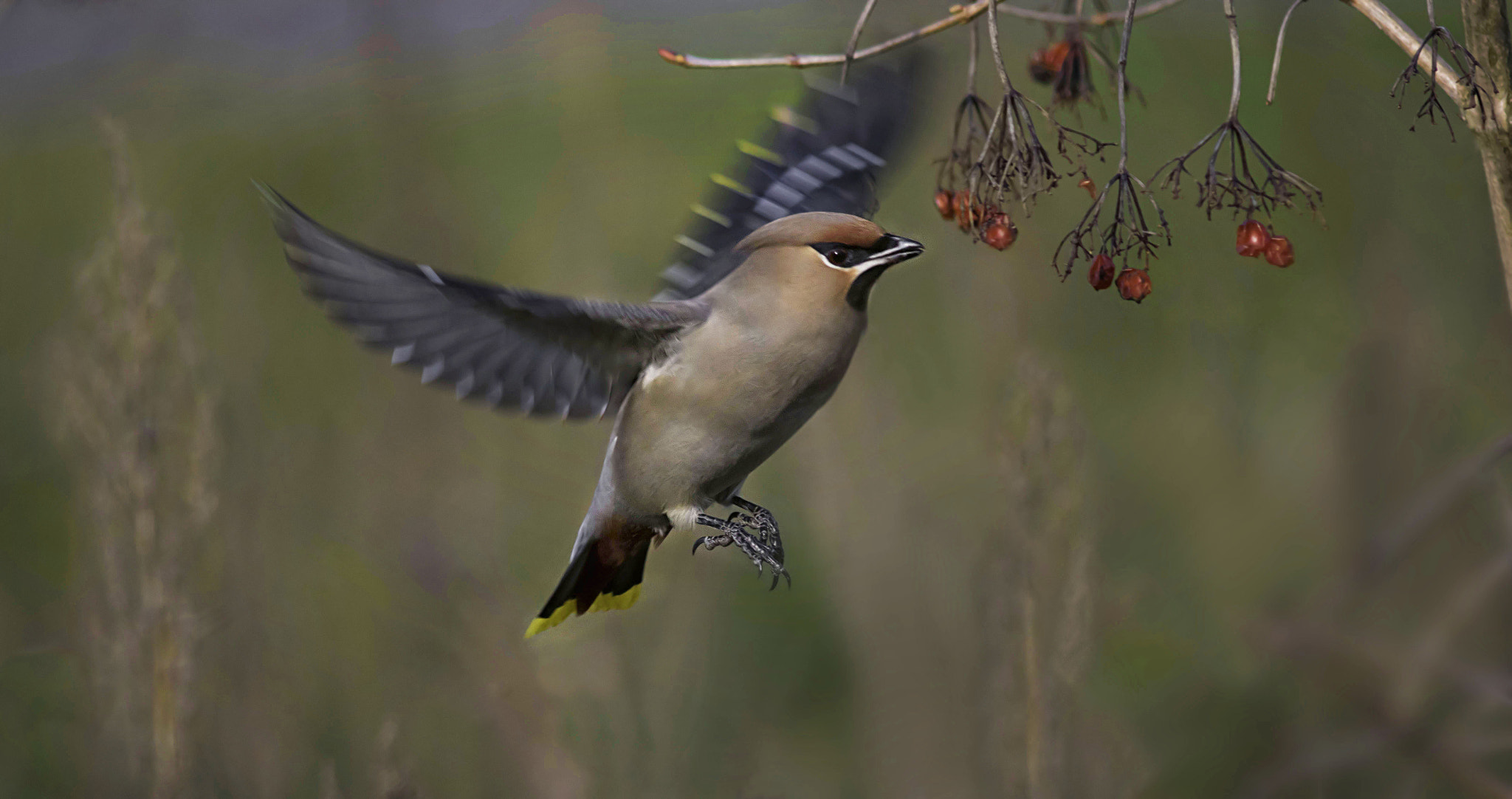Canon EF 400mm F5.6L USM sample photo. Bohemian waxwing photography