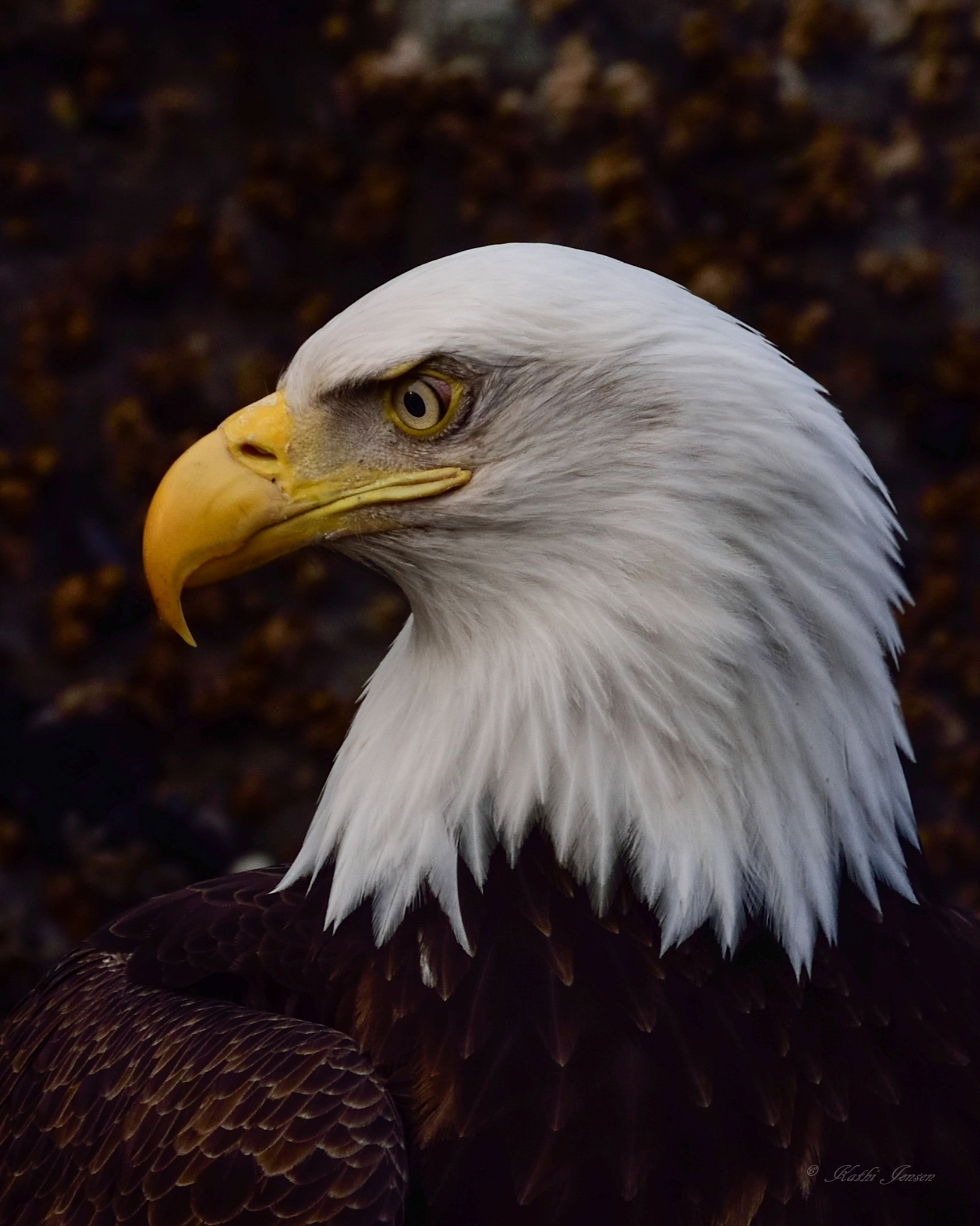 Nikon D750 sample photo. Portrait of a bald eagle photography