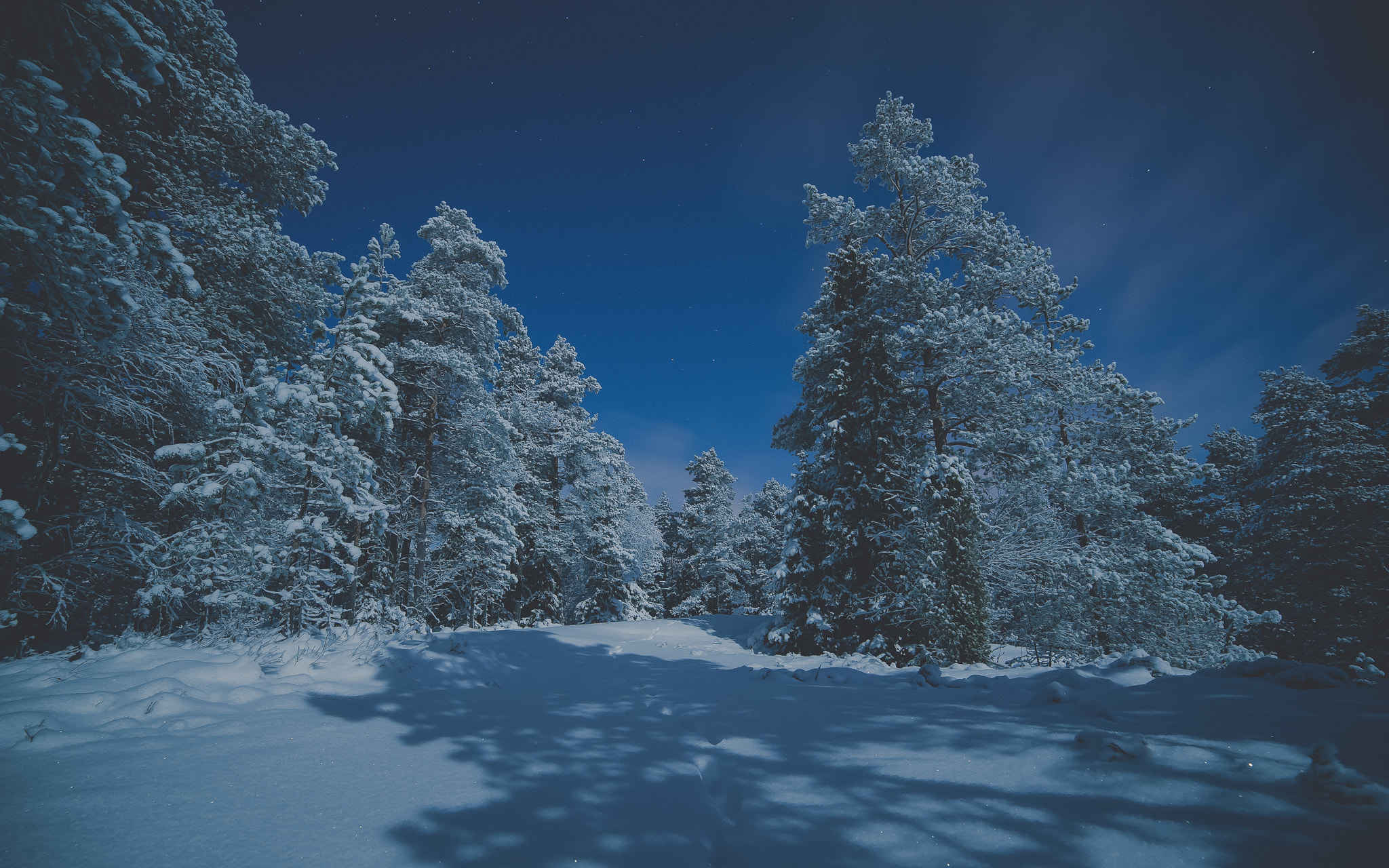 Nikon D3 sample photo. Frozen trees photography
