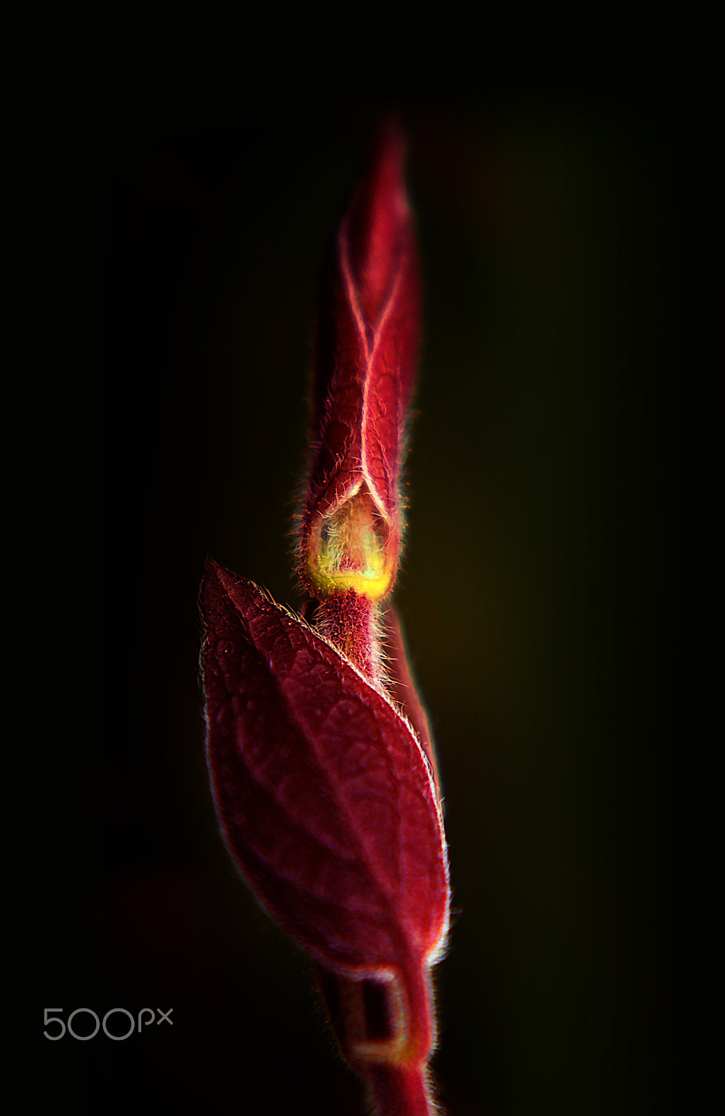 Sigma 60mm F2.8 DN Art sample photo. Fire flower photography