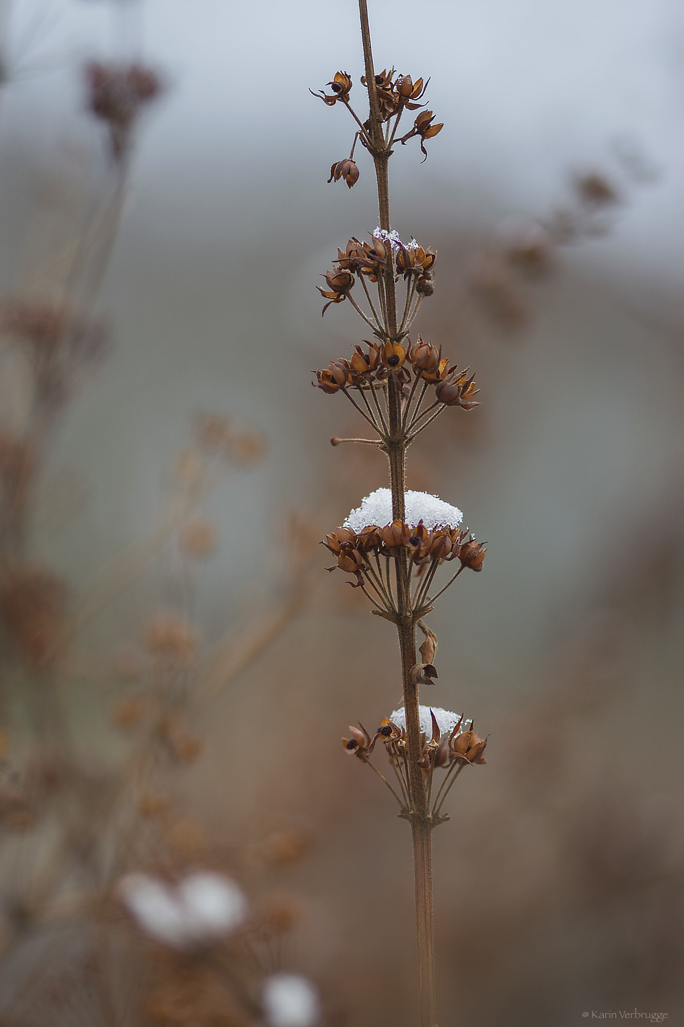 Nikon AF-S Micro-Nikkor 105mm F2.8G IF-ED VR sample photo. The last snow of this winter? photography