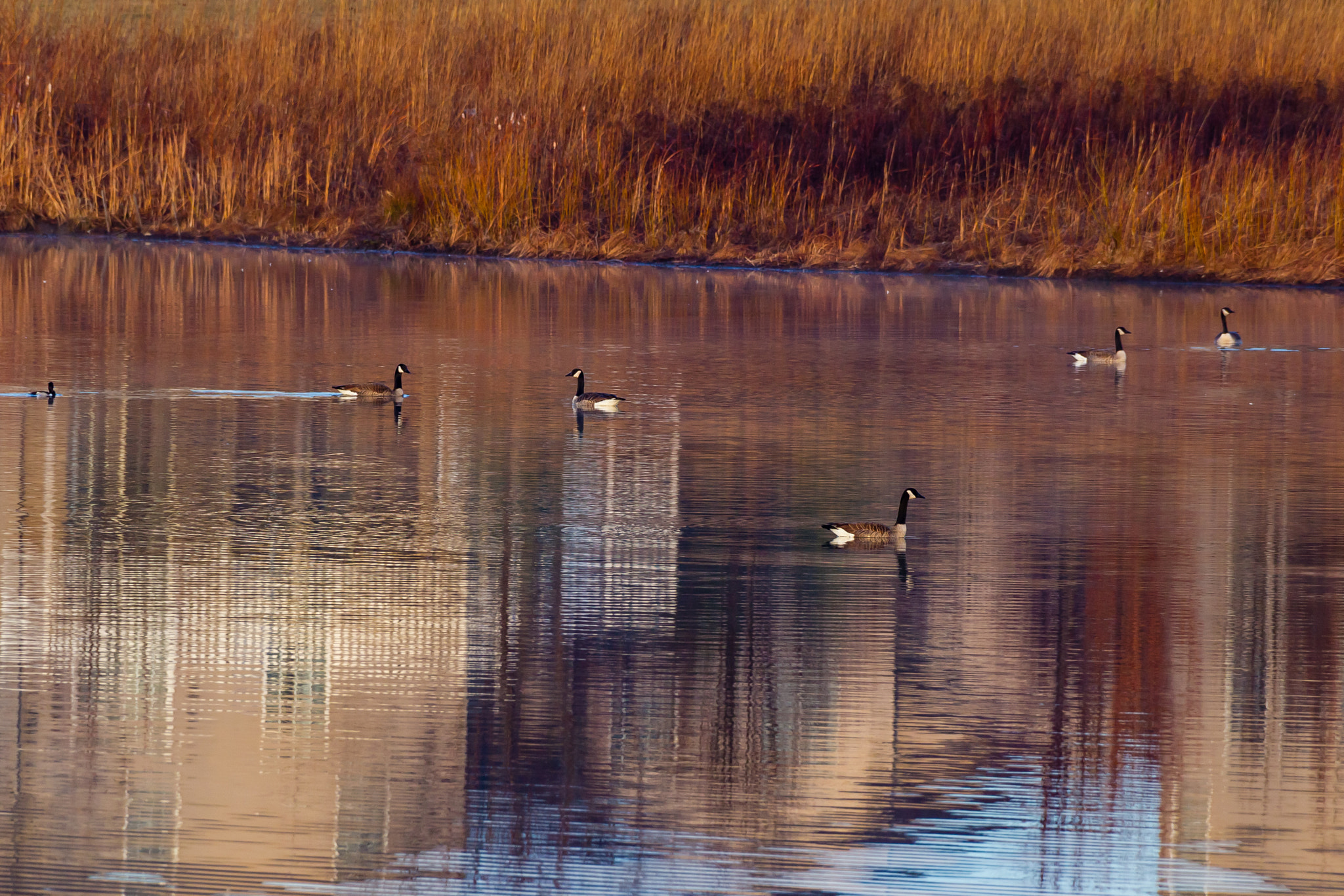 Canon EOS-1D Mark IV sample photo. Reflections photography