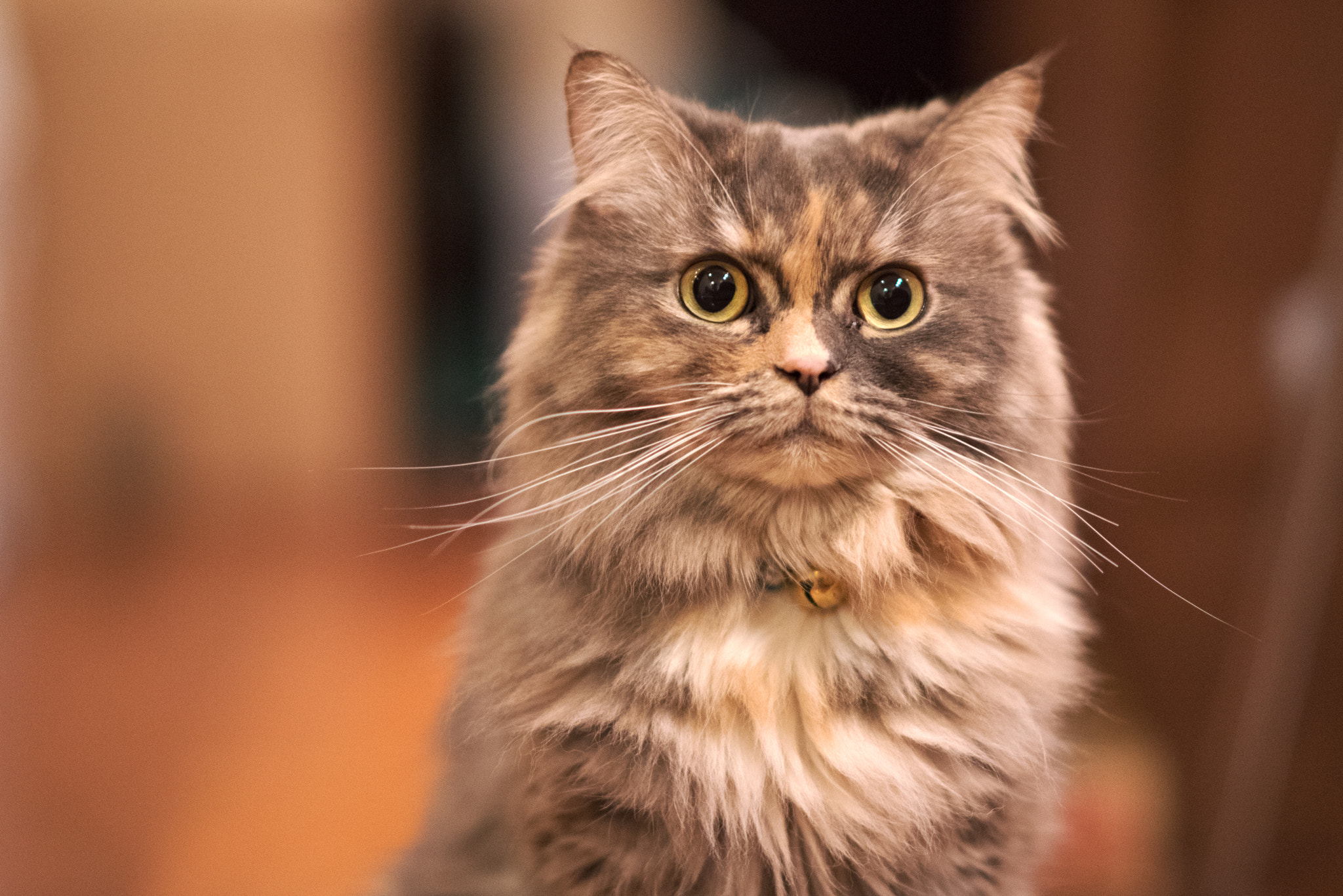 A Series Lens sample photo. Cat photography