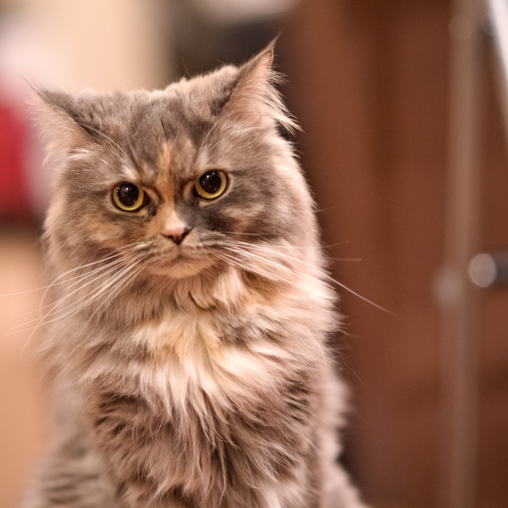 Pentax K-1 + A Series Lens sample photo. Cat photography