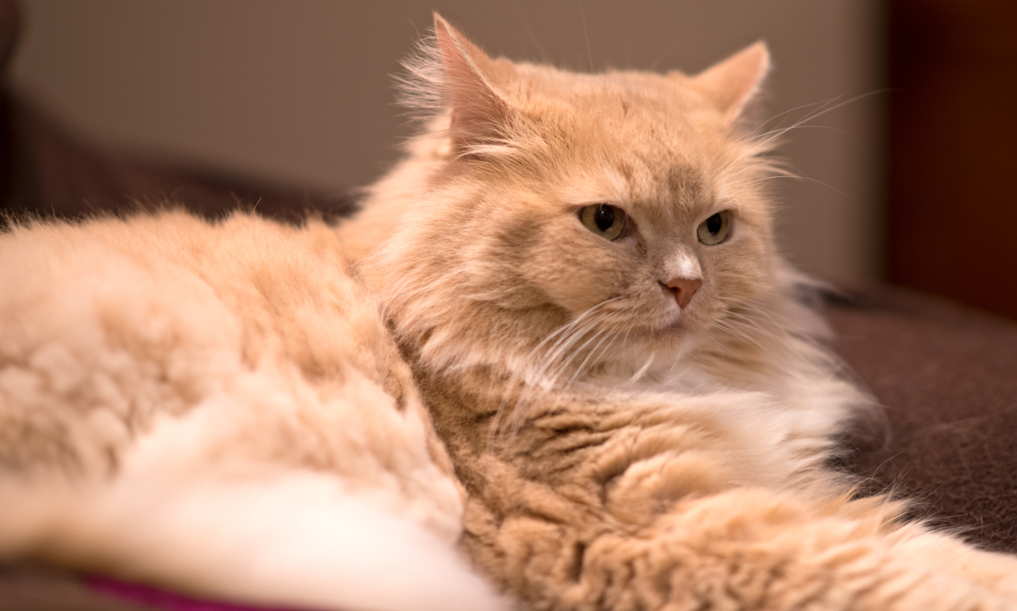 Pentax K-1 + A Series Lens sample photo. Cat photography