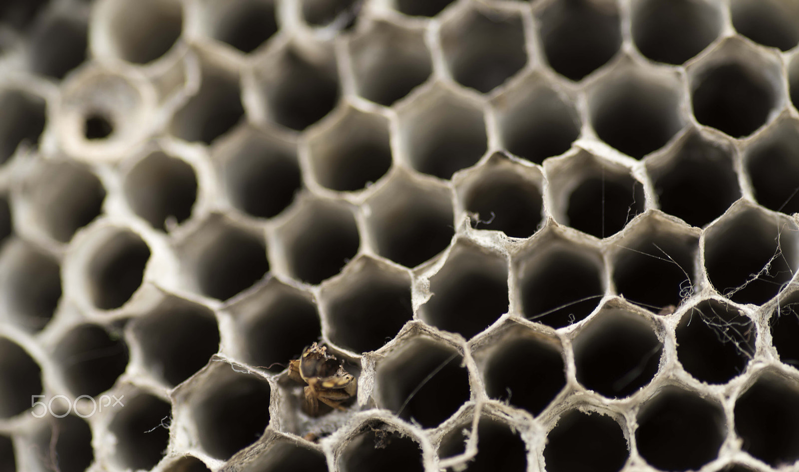 Nikon D810 + Tokina AT-X Pro 100mm F2.8 Macro sample photo. Wasp nest photography