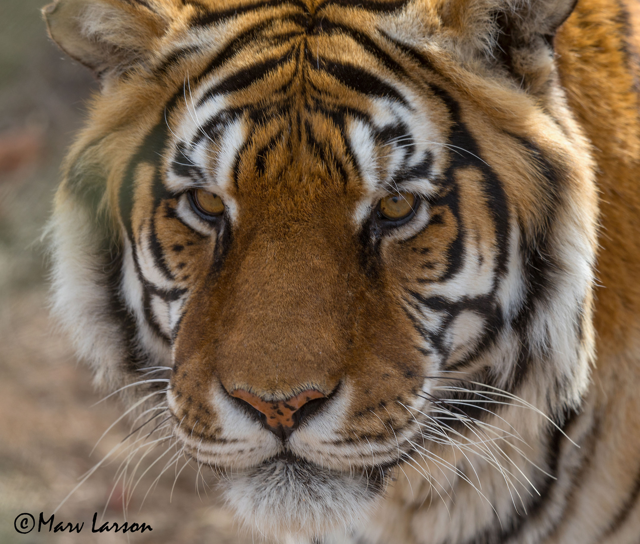 Tamron SP 150-600mm F5-6.3 Di VC USD sample photo