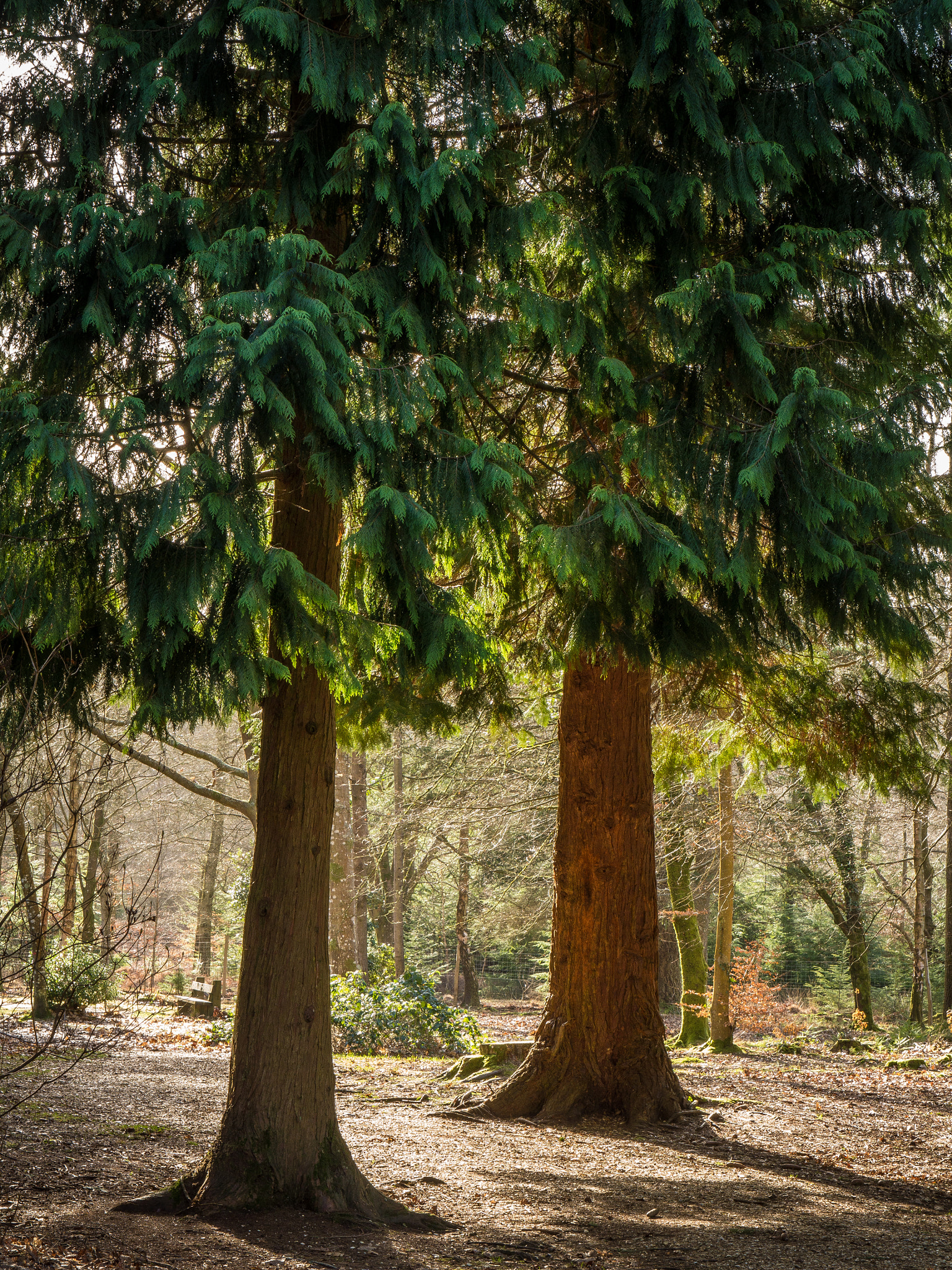 Panasonic Lumix DMC-GH3 sample photo. 2 trees photography