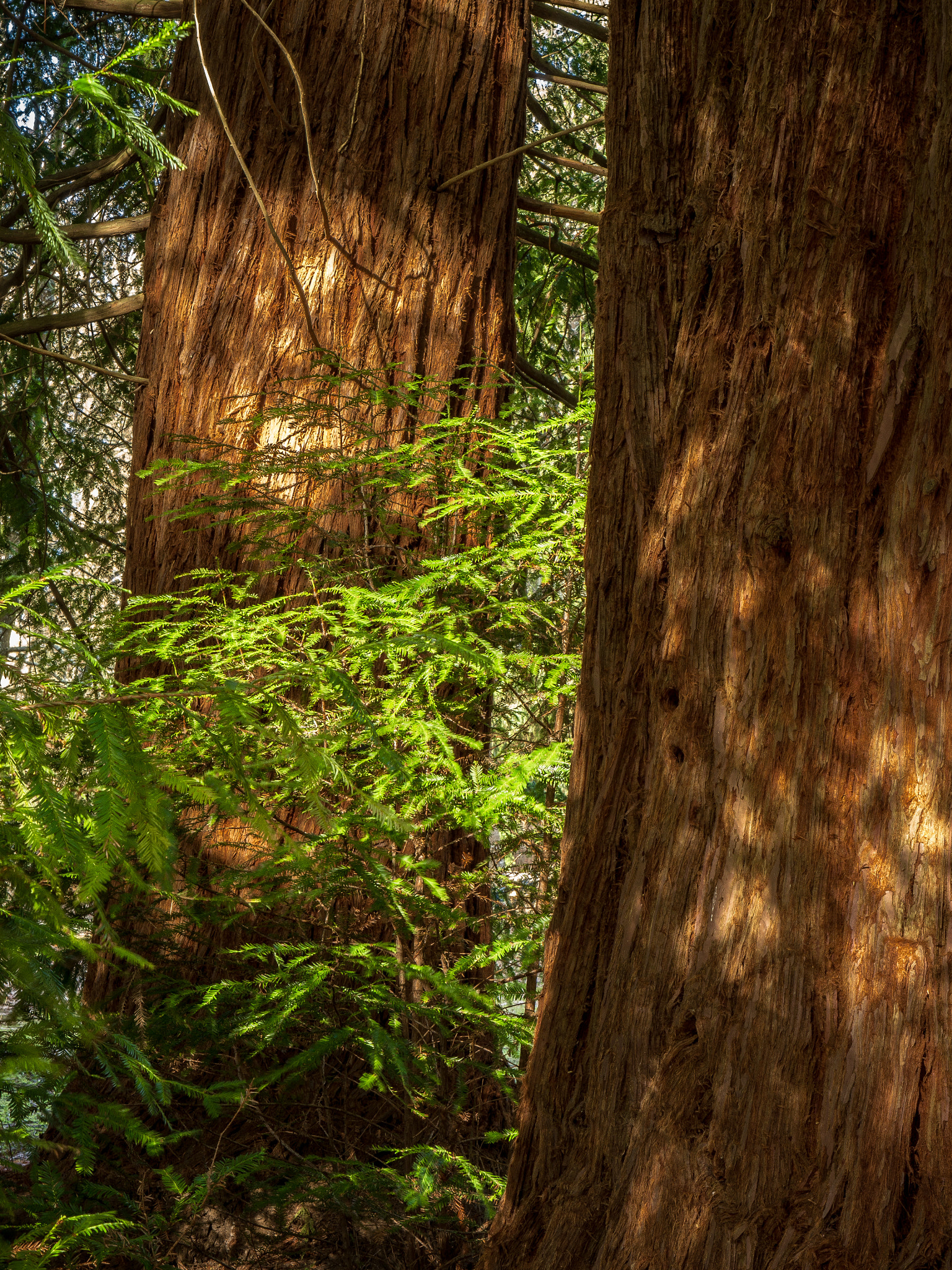 Panasonic Lumix DMC-GH3 sample photo. Redwood photography
