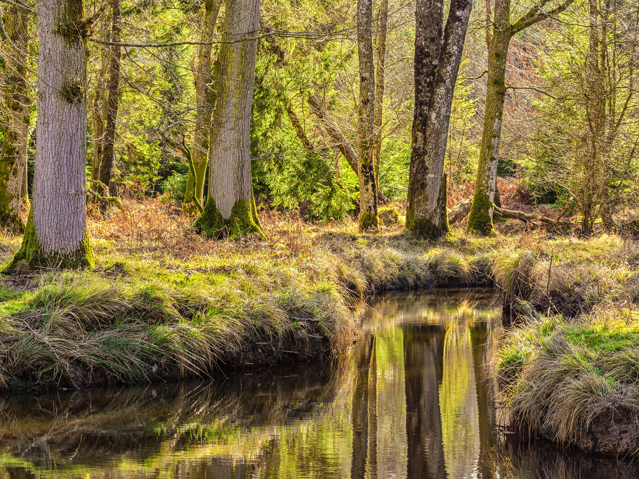 Panasonic Lumix G Vario 45-200mm F4-5.6 OIS sample photo. Meander photography