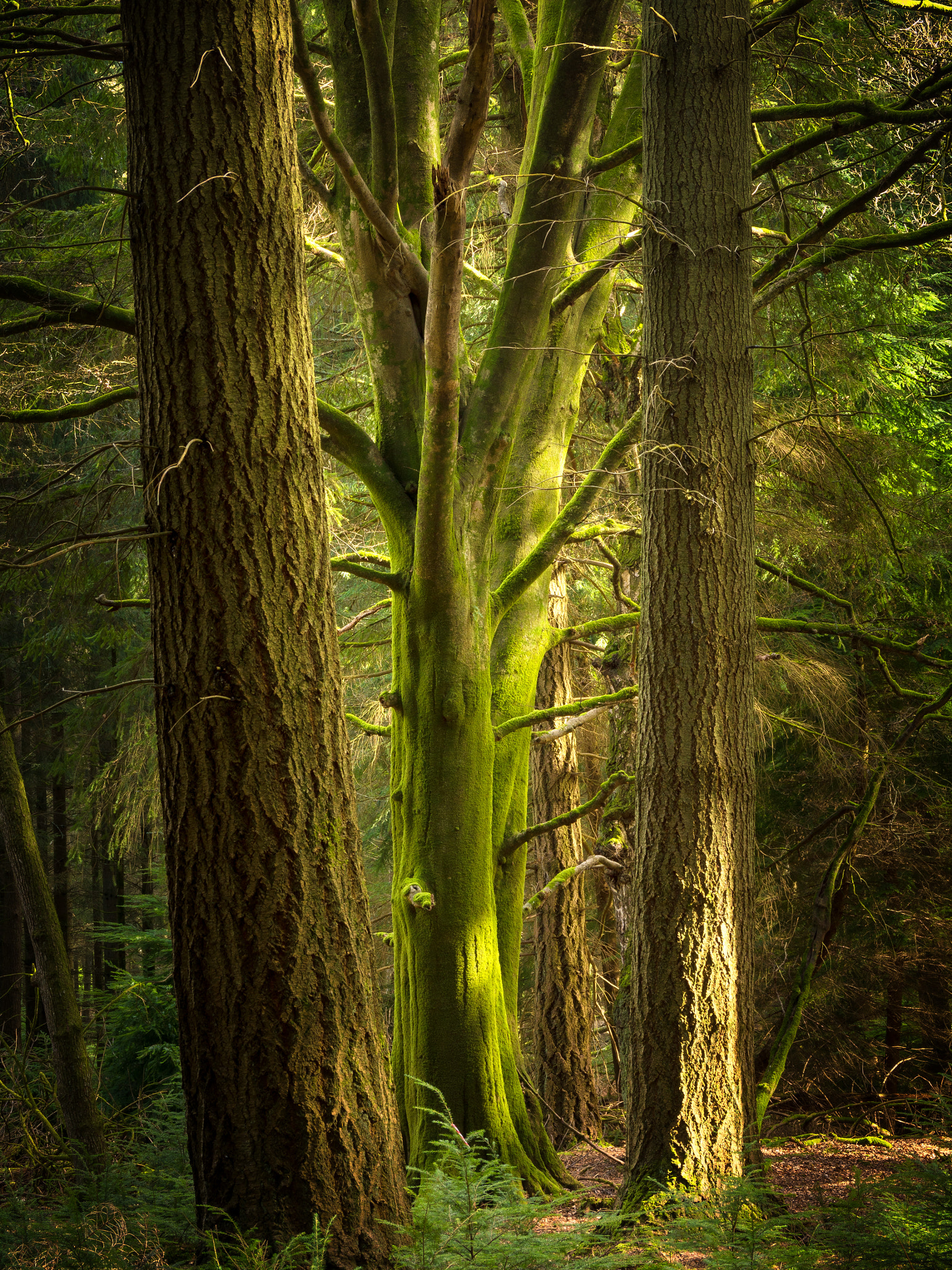 Panasonic Lumix G Vario 45-200mm F4-5.6 OIS sample photo. A little green photography