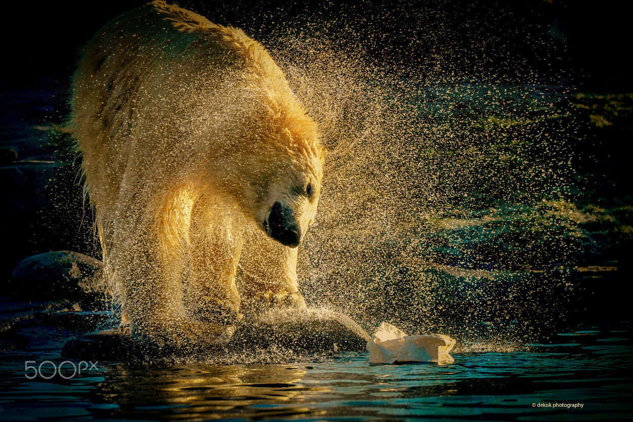 Nikon D500 sample photo. Art cool polar bear photography