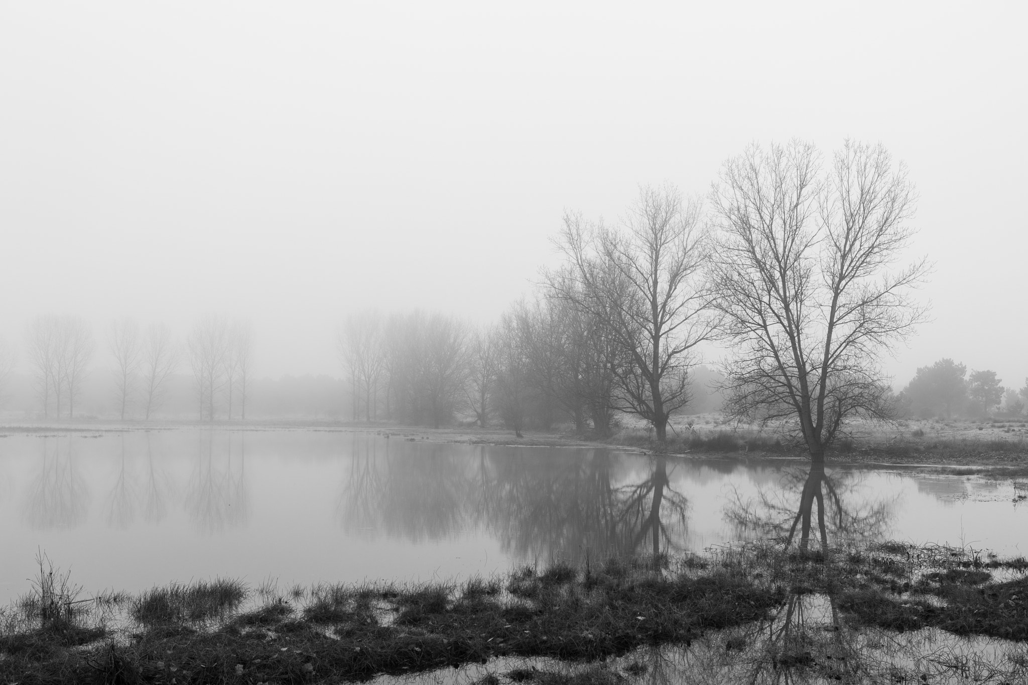 Canon EF 24-70mm F2.8L USM sample photo. Niebla en el espadañal photography