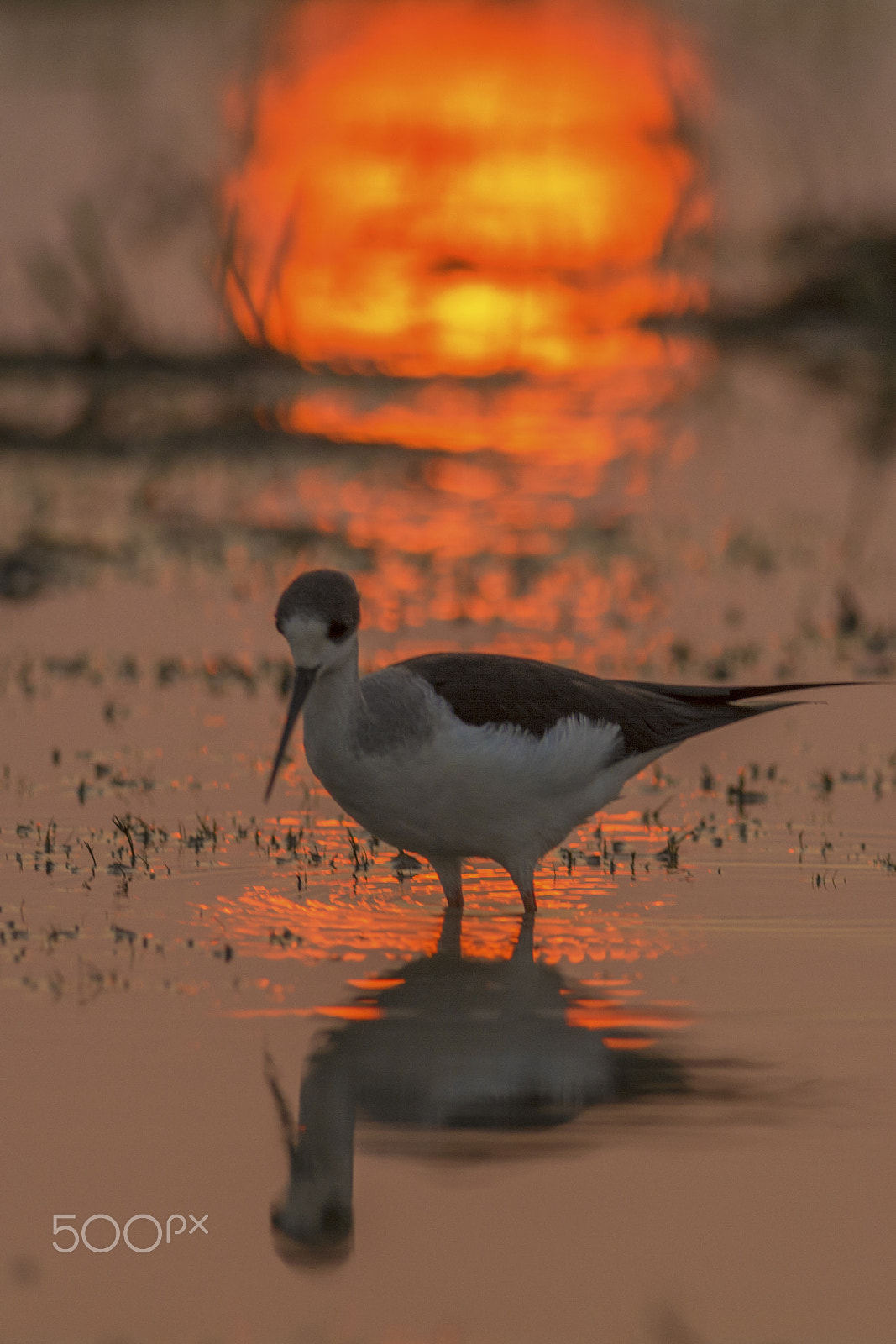 Nikon D7100 + Nikon AF-S Nikkor 300mm F4D ED-IF sample photo. Black-winged stilt (himantopus himantopus) photography