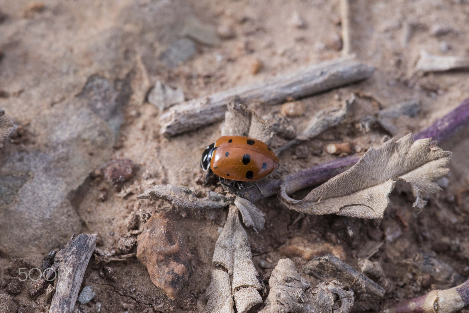 Nikon D810 + Tokina AT-X Pro 100mm F2.8 Macro sample photo. Texas ladybug photography