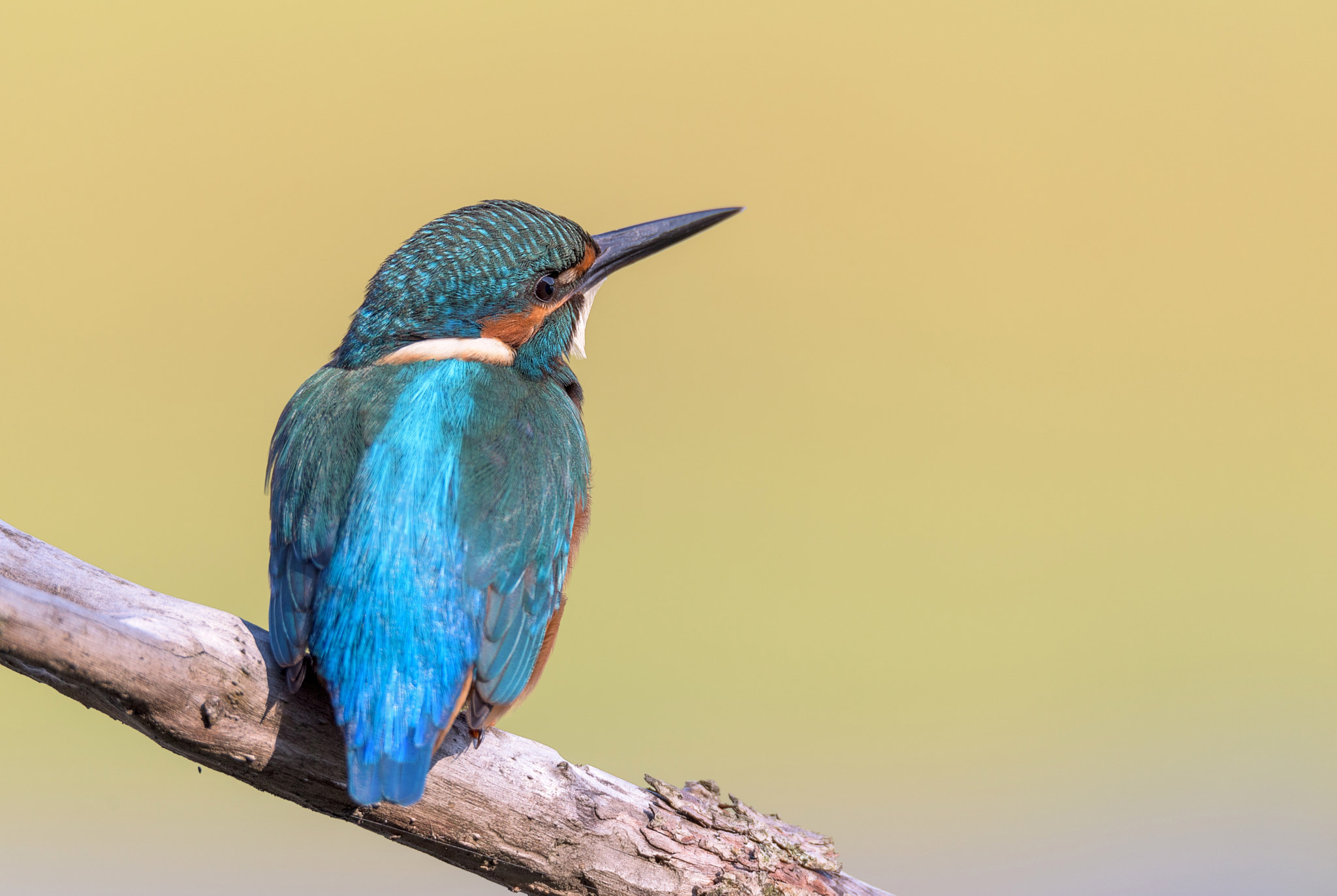 Sigma 150-600mm F5-6.3 DG OS HSM | S sample photo. Kingfisher photography