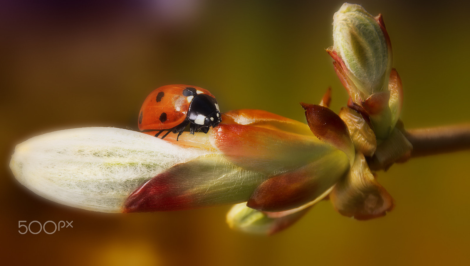 Pentax K-5 + Tamron AF 18-200mm F3.5-6.3 XR Di II LD Aspherical (IF) Macro sample photo. First ladybug last spring photography