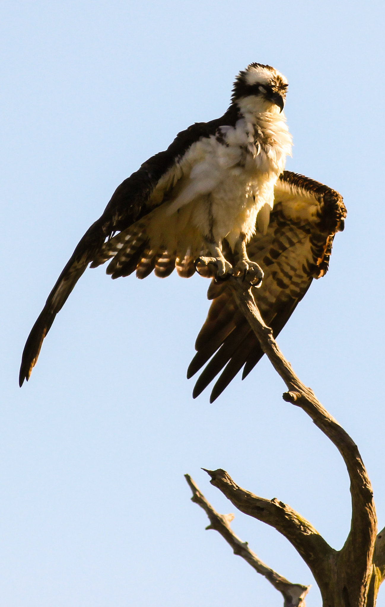 Canon EOS 600D (Rebel EOS T3i / EOS Kiss X5) + Canon EF 400mm F5.6L USM sample photo. Fish hawk photography