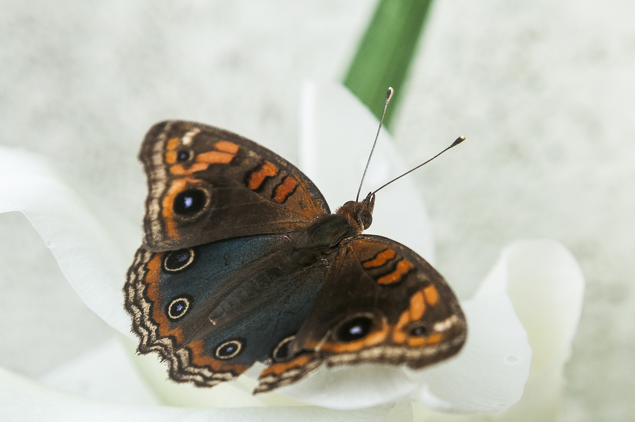 AF Zoom-Nikkor 28-80mm f/3.3-5.6G sample photo. Borboleta photography