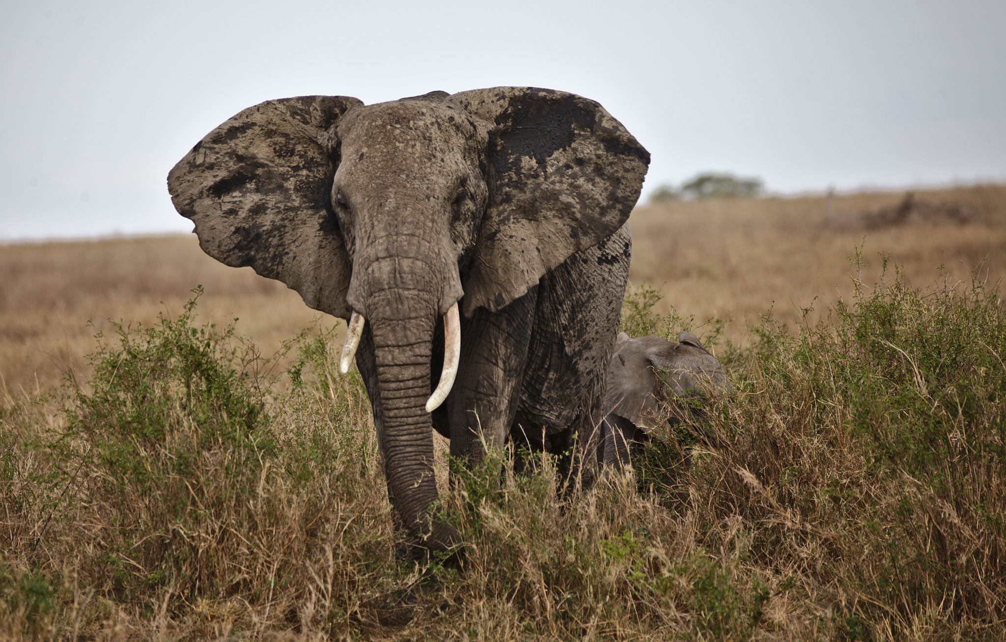 Canon EOS 5D Mark II sample photo. Serengeti elephant photography