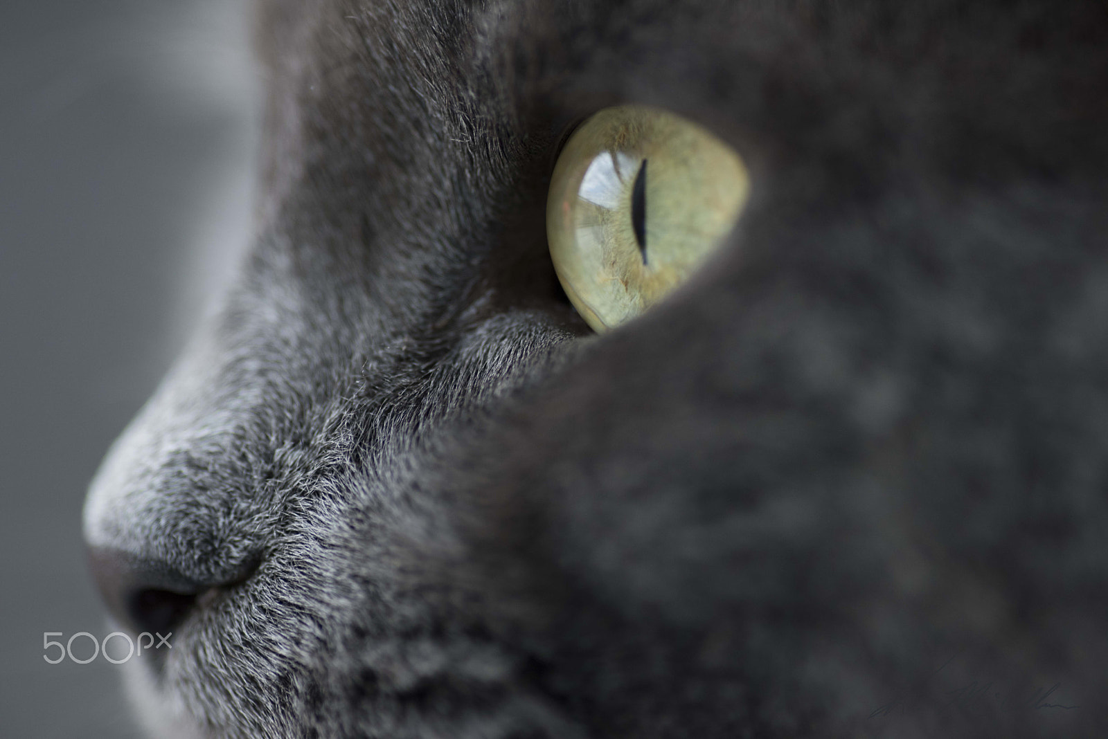 Tokina AT-X Pro 100mm F2.8 Macro sample photo. Looking out the window photography