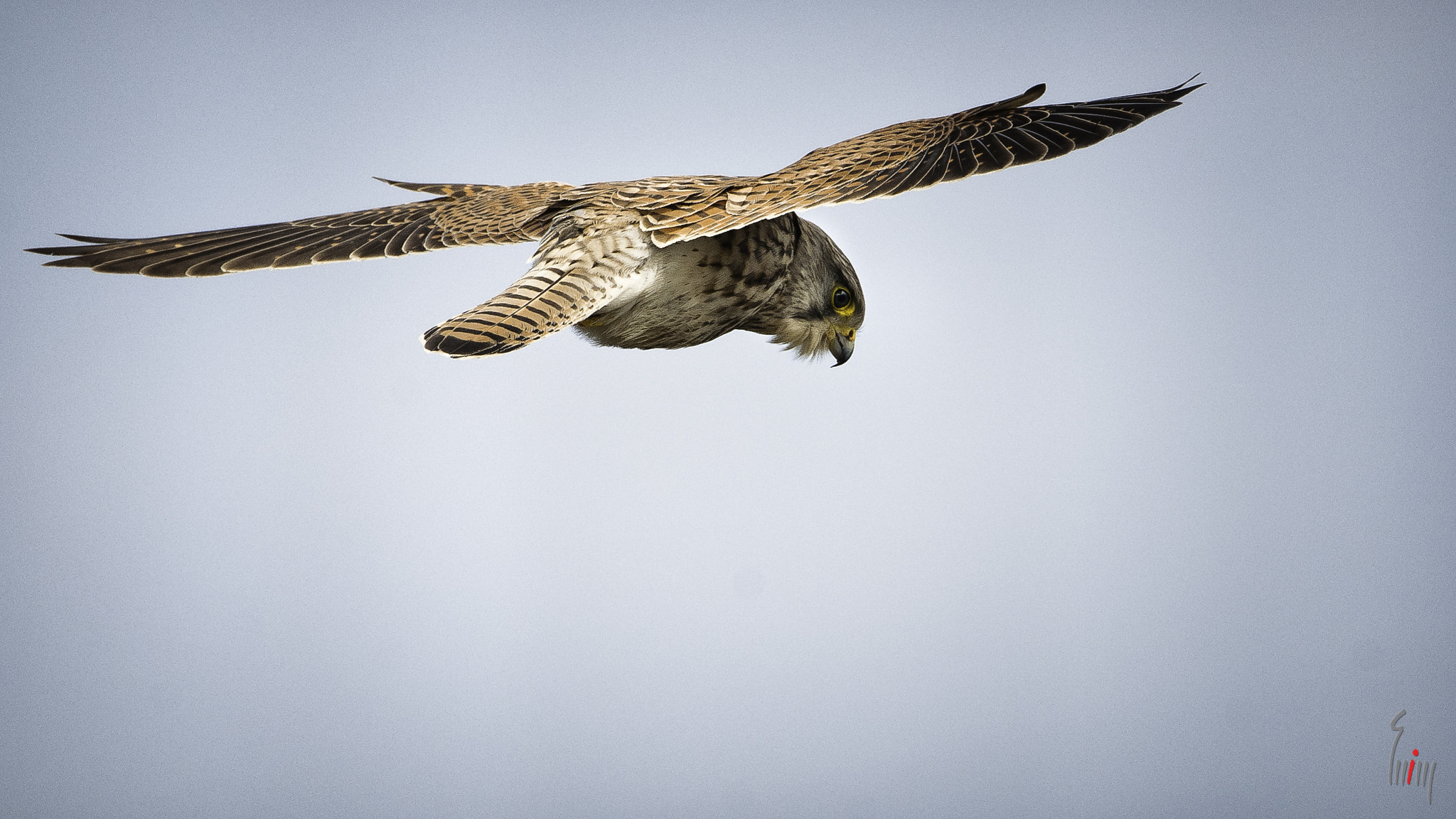 Nikon D300 sample photo. Common kestrel photography